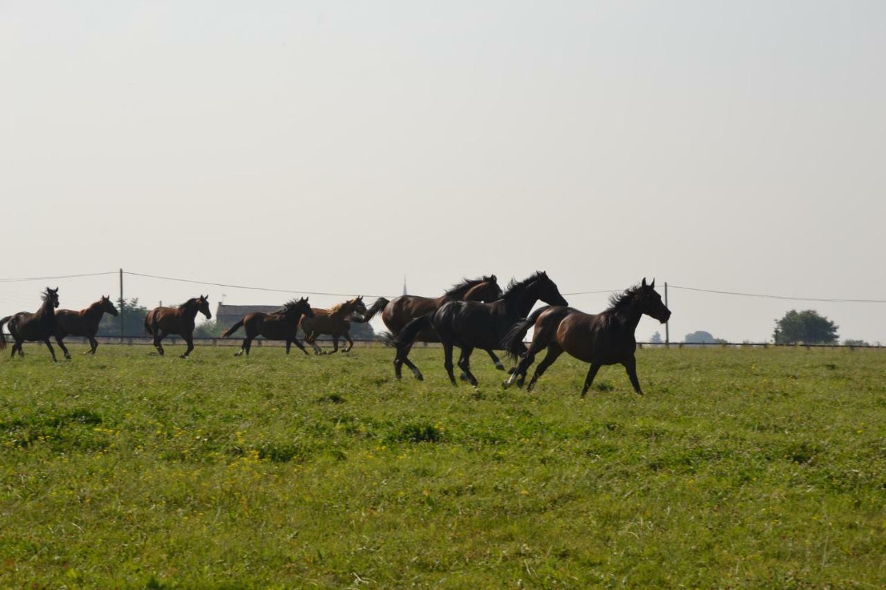 Gite Au Haras Les Aubiers Kültér fotó
